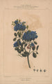 Flore d'Amérique Pl05 - Étienne Denisse — weergave van het kunstwerk