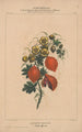 Flore d'Amérique Pl06 - Étienne Denisse — weergave van het kunstwerk