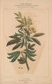 Flore d'Amérique Pl09 - Étienne Denisse — weergave van het kunstwerk