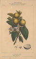 Flore d'Amérique Pl10 - Étienne Denisse — weergave van het kunstwerk