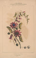 Flore d'Amérique Pl11 - Étienne Denisse — weergave van het kunstwerk