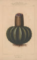 Flore d'Amérique Pl12 - Étienne Denisse — weergave van het kunstwerk