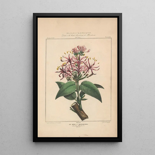 Etienne Denisse - Flore dAmerique Pl18.webp