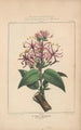 Flore d'Amérique Pl18 - Étienne Denisse — weergave van het kunstwerk