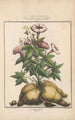 Flore d'Amérique Pl20 - Étienne Denisse — weergave van het kunstwerk