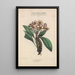 Flore d'Amérique Pl21 - Étienne Denisse — ingelijst kunstwerk aan de muur