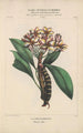 Flore d'Amérique Pl21 - Étienne Denisse — weergave van het kunstwerk