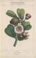 Flore d'Amérique Pl22 - Étienne Denisse — weergave van het kunstwerk