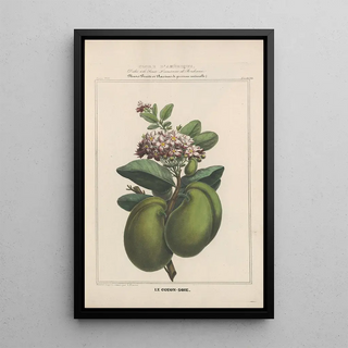 Etienne Denisse - Flore dAmerique Pl23.webp