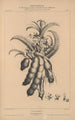 Flore d'Amérique Pl27 - Étienne Denisse — weergave van het kunstwerk