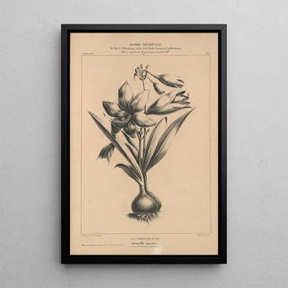 Etienne Denisse - Flore dAmerique Pl28.webp