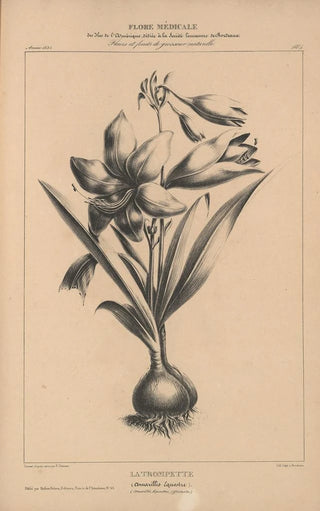 Etienne Denisse - Flore dAmerique Pl28.webp