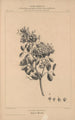 Flore d'Amérique Pl29 - Étienne Denisse — weergave van het kunstwerk
