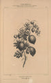 Flore d'Amérique Pl30 - Étienne Denisse — weergave van het kunstwerk