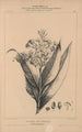 Flore d'Amérique Pl31 - Étienne Denisse — weergave van het kunstwerk