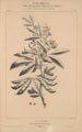 Flore d'Amérique Pl33 - Étienne Denisse — weergave van het kunstwerk