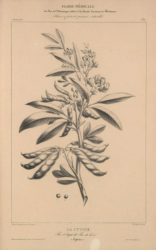 Etienne Denisse - Flore dAmerique Pl33.webp