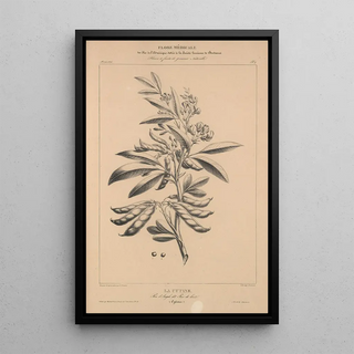 Etienne Denisse - Flore dAmerique Pl33.webp