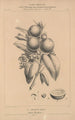 Flore d'Amérique Pl34 - Étienne Denisse — weergave van het kunstwerk