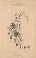 Flore d'Amérique Pl35 - Étienne Denisse — weergave van het kunstwerk