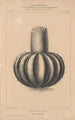Flore d'Amérique Pl36 - Étienne Denisse — weergave van het kunstwerk