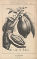 Flore d'Amérique Pl37 - Étienne Denisse — weergave van het kunstwerk