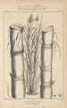 Flore d'Amérique Pl40 - Étienne Denisse — weergave van het kunstwerk