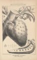 Flore d'Amérique Pl41 - Étienne Denisse — weergave van het kunstwerk