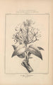 Flore d'Amérique Pl42 - Étienne Denisse — weergave van het kunstwerk