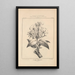 Flore d'Amérique Pl42 - Étienne Denisse — ingelijst kunstwerk aan de muur