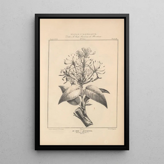 Etienne Denisse - Flore dAmerique Pl42.webp