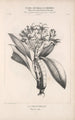 Flore d'Amérique Pl45 - Étienne Denisse — weergave van het kunstwerk