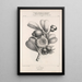 Flore d'Amérique Pl46 - Étienne Denisse — ingelijst kunstwerk aan de muur