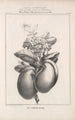 Flore d'Amérique Pl47 - Étienne Denisse — weergave van het kunstwerk