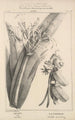 Flore d'Amérique Pl48 - Étienne Denisse — weergave van het kunstwerk
