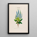 Flore d'Amérique dessinée d'après nature sur les lieux Pl003 - Étienne Denisse — ingelijst kunstwerk aan de muur