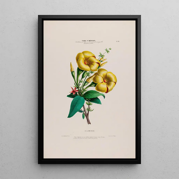 Etienne Denisse - Flore dAmerique dessinee dapres nature sur les lieux Pl008.webp