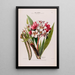 Flore d'Amérique dessinée d'après nature sur les lieux Pl012 - Étienne Denisse — ingelijst kunstwerk aan de muur