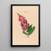 Flore d'Amérique dessinée d'après nature sur les lieux Pl018 - Étienne Denisse — ingelijst kunstwerk aan de muur