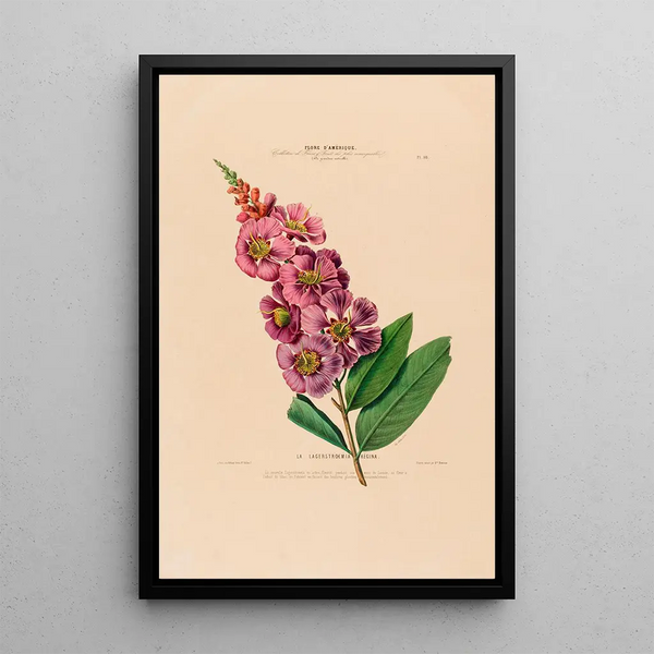Etienne Denisse - Flore dAmerique dessinee dapres nature sur les lieux Pl018.webp