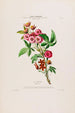 Flore d'Amérique dessinée d'après nature sur les lieux Pl019 - Étienne Denisse — weergave van het kunstwerk