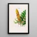 Flore d'Amérique dessinée d'après nature sur les lieux Pl020 - Étienne Denisse — ingelijst kunstwerk aan de muur