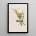Flore d'Amérique dessinée d'après nature sur les lieux Pl021 - Étienne Denisse — ingelijst kunstwerk aan de muur