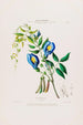 Flore d'Amérique dessinée d'après nature sur les lieux Pl022 - Étienne Denisse — weergave van het kunstwerk