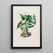 Flore d'Amérique dessinée d'après nature sur les lieux Pl023 - Étienne Denisse — ingelijst kunstwerk aan de muur