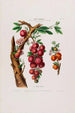 Flore d'Amérique dessinée d'après nature sur les lieux Pl025 - Étienne Denisse — weergave van het kunstwerk