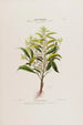 Flore d'Amérique dessinée d'après nature sur les lieux Pl027 - Étienne Denisse — weergave van het kunstwerk
