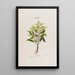 Flore d'Amérique dessinée d'après nature sur les lieux Pl027 - Étienne Denisse — ingelijst kunstwerk aan de muur