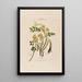 Flore d'Amérique dessinée d'après nature sur les lieux Pl028 - Étienne Denisse — ingelijst kunstwerk aan de muur