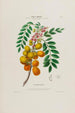Flore d'Amérique dessinée d'après nature sur les lieux Pl029 - Étienne Denisse — weergave van het kunstwerk
